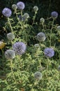 Sylverstone thistle in bloom in a flowerbed Royalty Free Stock Photo
