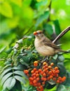 Bird Royalty Free Stock Photo