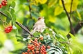 Bird Royalty Free Stock Photo