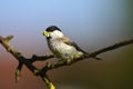 Sylvia atricapilla with worms in beak Royalty Free Stock Photo