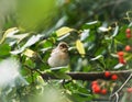 Sylvia Blackcap Warbler bird-female with rowan berry Royalty Free Stock Photo