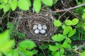 Sylvia curruca. The nest of the Lesser Whitethroat in nature.