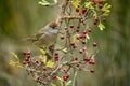 Sylvia melanocephala or Sardinian Warbler, is a species of passerine bird in the Sylviidae family. Royalty Free Stock Photo