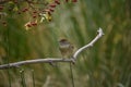 Sylvia melanocephala or Sardinian Warbler, is a species of passerine bird in the Sylviidae family. Royalty Free Stock Photo