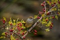 Sylvia melanocephala or Sardinian Warbler, is a species of passerine bird in the Sylviidae family. Royalty Free Stock Photo