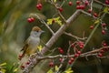 Sylvia melanocephala or Sardinian Warbler, is a species of passerine bird in the Sylviidae family. Royalty Free Stock Photo