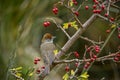 Sylvia melanocephala or Sardinian Warbler, is a species of passerine bird in the Sylviidae family. Royalty Free Stock Photo