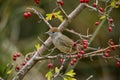 Sylvia melanocephala or Sardinian Warbler, is a species of passerine bird in the Sylviidae family. Royalty Free Stock Photo