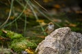 Sylvia melanocephala or Sardinian Warbler, is a species of passerine bird in the Sylviidae family. Royalty Free Stock Photo