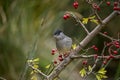 Sylvia melanocephala or Sardinian Warbler, is a species of passerine bird in the Sylviidae family. Royalty Free Stock Photo