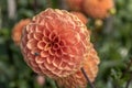 `Sylvia` orange blossoming pompon dahlia, Stuttgart