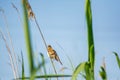 Sylviidae sits on bamboo. Little bird Warblers Royalty Free Stock Photo