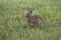 Eastern Cottontail sylvilagus floridanus Royalty Free Stock Photo