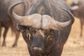 Symbiosis: African buffalo Royalty Free Stock Photo