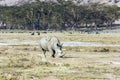 Symbiosis of animals. Birds and rhino