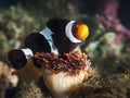 Symbiosis of clown fish