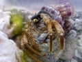 Symbiosis : Hermit crab and sea anemone