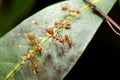 Symbiosis, Red Ant Sucking Nectar Honeydew from aphids