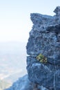 Symbiosis of rock and flower in the Alps, Puchberg am Schneeberg, Austria