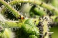 Symbiosis, teamwork and cohabit of insects, aphids and ants on a green plant Royalty Free Stock Photo