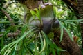 Symbiotic relationship between Epiphytic Orchids and trees, Mauritius