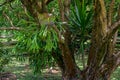 Symbiotic relationship between Epiphytic Orchids and trees, Mauritius