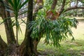 Symbiotic relationship between Epiphytic Orchids and trees, Mauritius