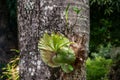 Symbiotic relationship between Epiphytic Orchids and trees, Mauritius