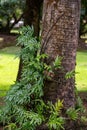 Symbiotic relationship between Epiphytic Orchids and trees, Mauritius