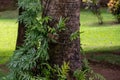 Symbiotic relationship between Epiphytic Orchids and trees, Mauritius