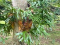 Symbiotic relationship between Epiphytic Orchids and trees, Mauritius