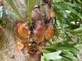 Symbiotic relationship between Epiphytic Orchids and trees, Mauritius