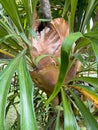 Symbiotic relationship between Epiphytic Orchids and trees, Mauritius