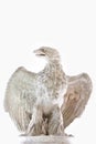 Symbol in arts - antique imperial eagle.