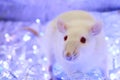 White rat. Symbol of chinese new year 2020. Christmas rat on blue background with garland
