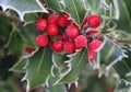 Symbol of Christmas in Europe. Closeup of holly beautiful red berries and sharp leaves on a tree in cold winter weather.Blurred Royalty Free Stock Photo