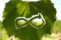 Symbol of the circular economy against the background of a green vine leaf. Circular economy and sustainable agriculture