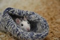 Cute rat in a knitted sock. Symbol of the new year. Rat. Royalty Free Stock Photo