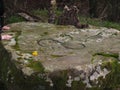 The symbol of druids on the stone in the forest.