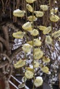 Late spring snow on yellow willow blossoms