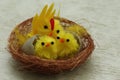 Easter. Two young Chicks and one large chick in the nest on gray background Royalty Free Stock Photo