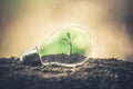 Symbol of environmental disaster or protection and helping tree growing a light bulb inside. Royalty Free Stock Photo
