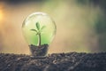 Symbol of environmental disaster or protection and helping tree growing a light bulb inside. Environment management Royalty Free Stock Photo