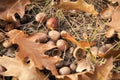 Symbol of fall. Close up ripe acorns and oak leaves on ground. Autumn forest concept. Gifts of fall. Nature beauty. Cute