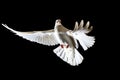 Symbol of freedom white doves flying on a black background Royalty Free Stock Photo