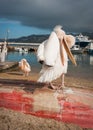 Symbol of the island - pelican Petros, Mikonos, Greece