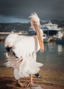 Symbol of the island - pelican Petros, Mikonos, Greece