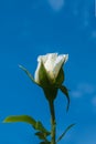 Symbol of love and loyalty, a single white rose on a blue sky. rose against the sky Royalty Free Stock Photo