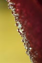 Symbol of love and romantic feelings red rose petals macro picture with water drops Royalty Free Stock Photo