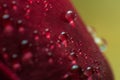 Symbol of love and romantic feelings red rose petals macro picture with water drops Royalty Free Stock Photo